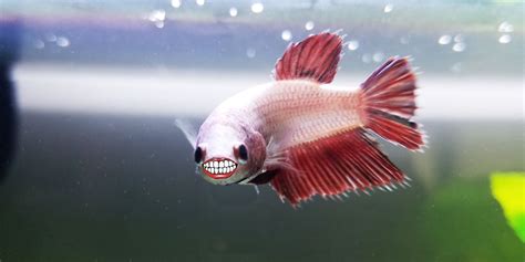 do fish have teeth